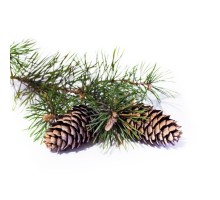 Eliquide Saveur Sapin, Alfaliquid