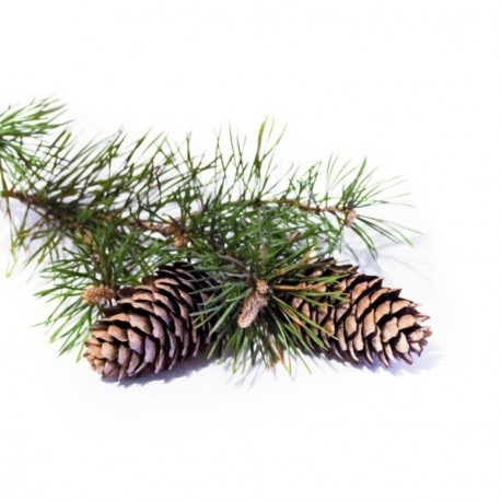 Eliquide Saveur Sapin, Alfaliquid